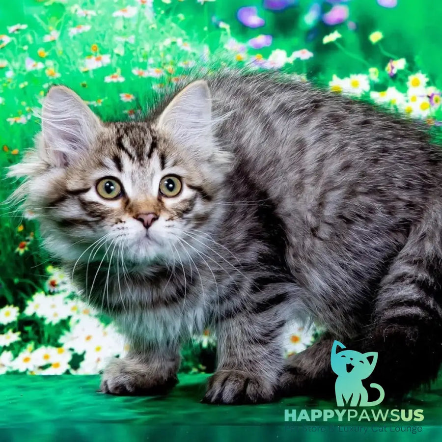 Dastin Siberian male black spotted tabby - live animals