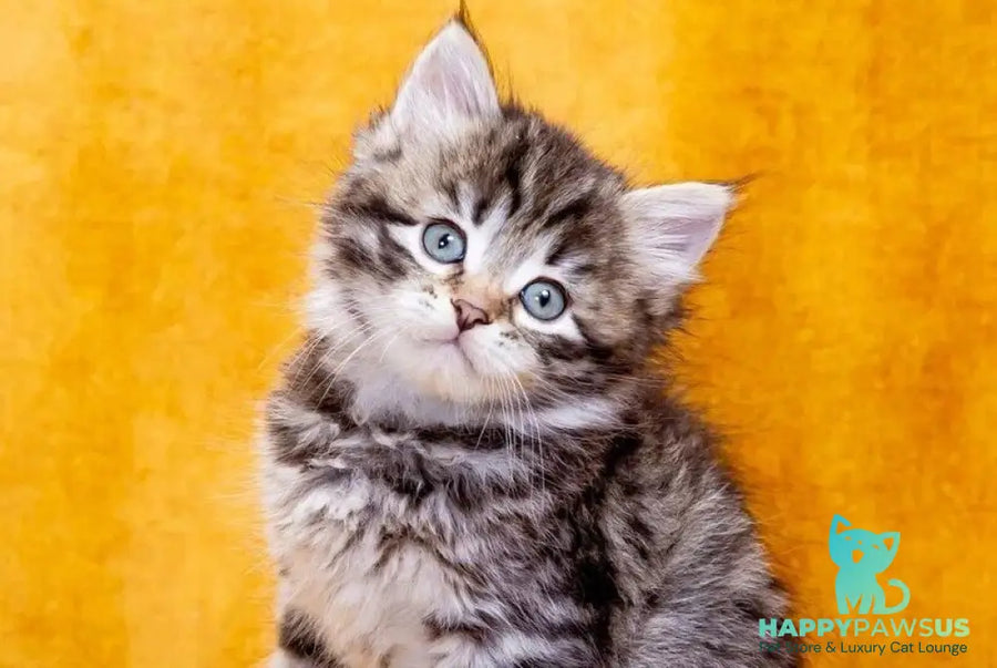 Dastin Siberian male black spotted tabby - live animals