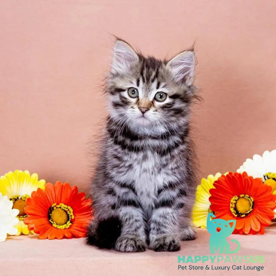 Dastin Siberian male black spotted tabby - live animals