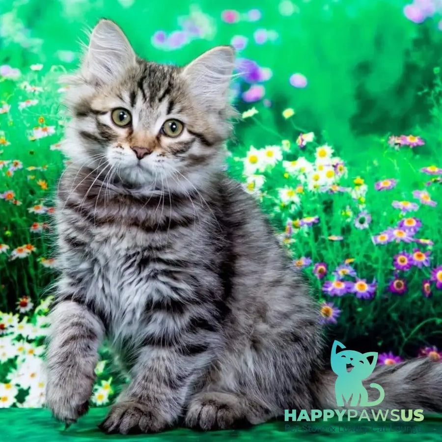 Dastin Siberian male black spotted tabby - live animals