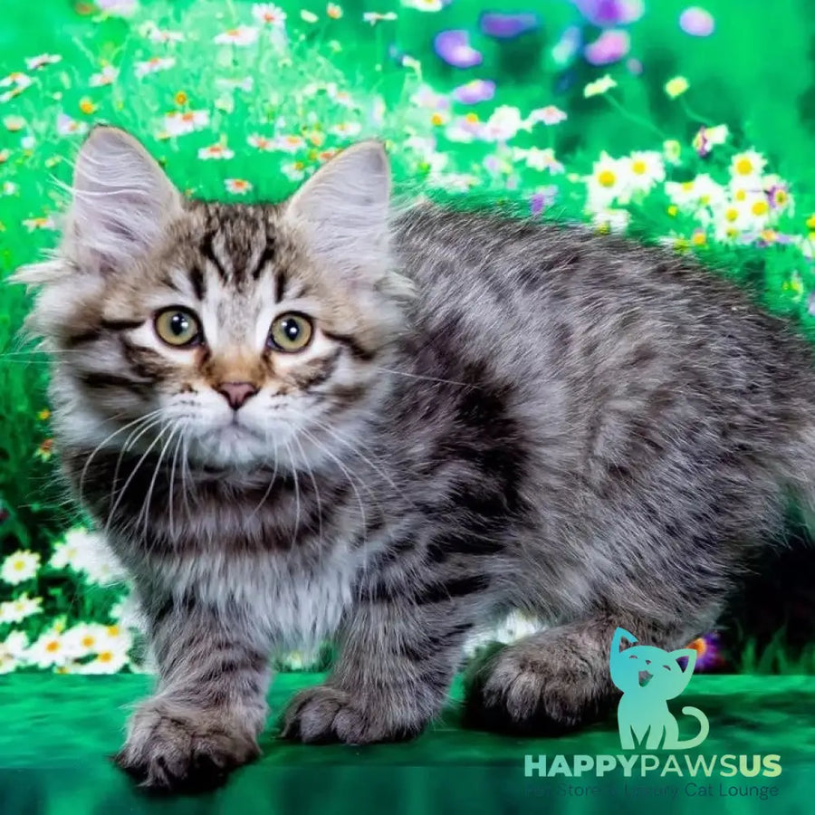 Dastin Siberian male black spotted tabby - live animals