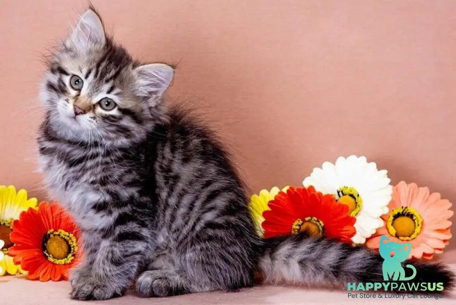 Dastin Siberian male black spotted tabby - live animals