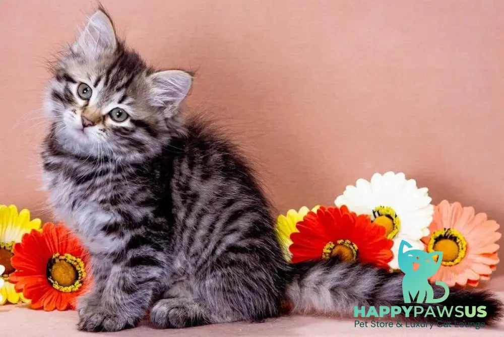 Dastin Siberian male black spotted tabby - live animals