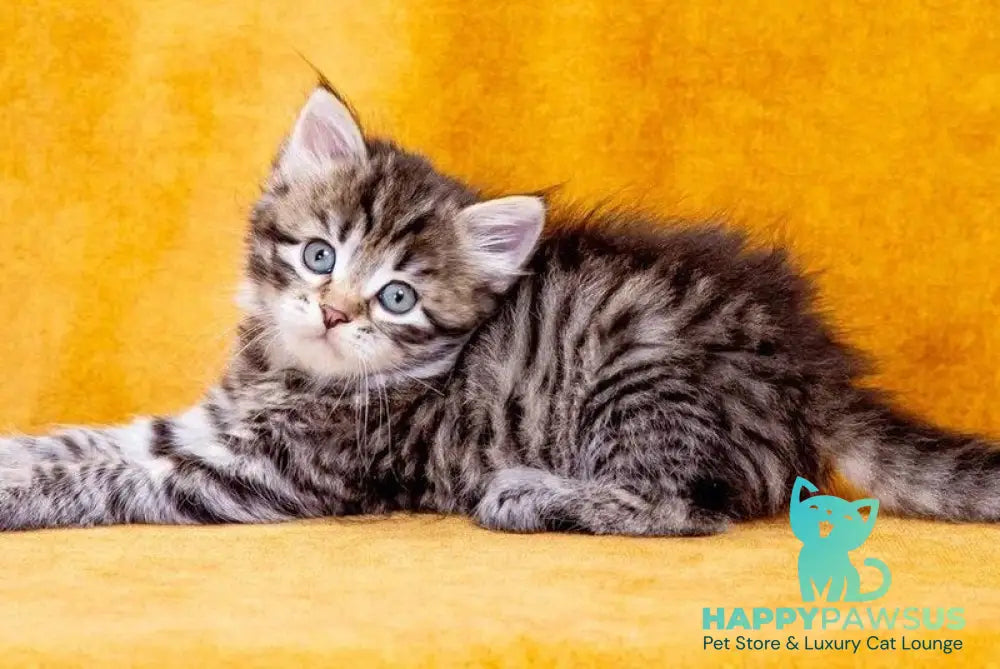 Dastin Siberian male black spotted tabby - live animals