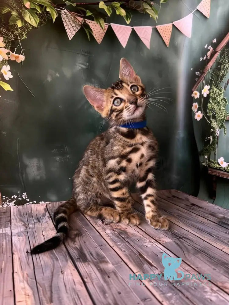 Dave Bengal male black spotted tabby live animals