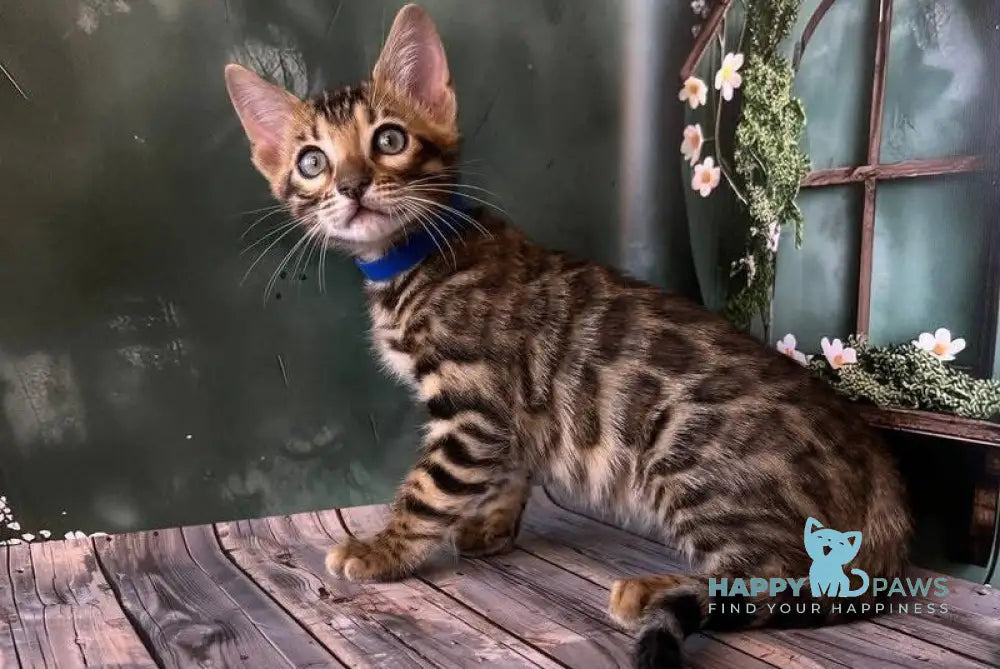 Dave Bengal male black spotted tabby live animals