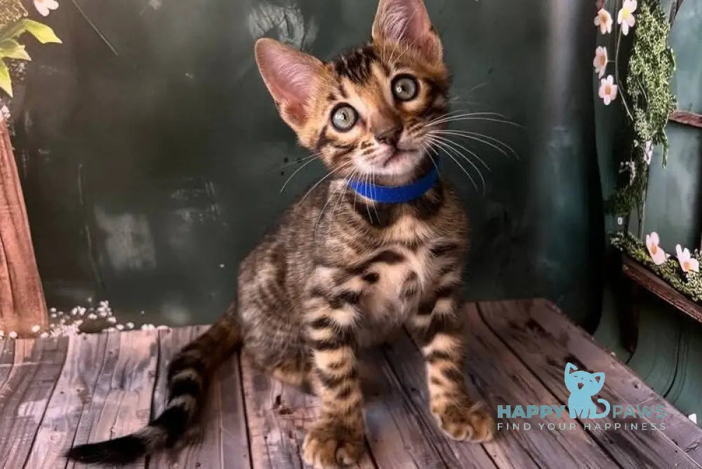 Dave Bengal male black spotted tabby live animals