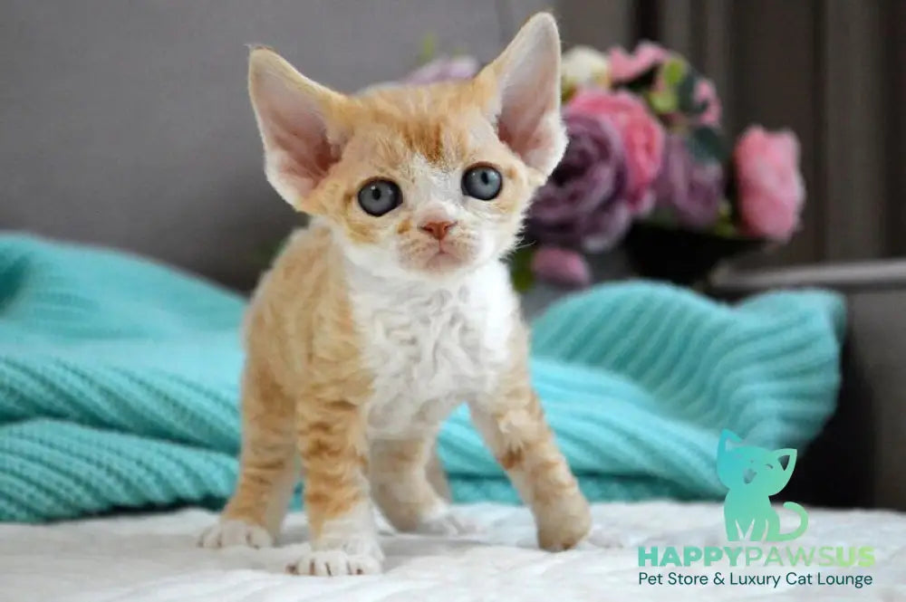 Dave Devon Rex male red bicolour live animals