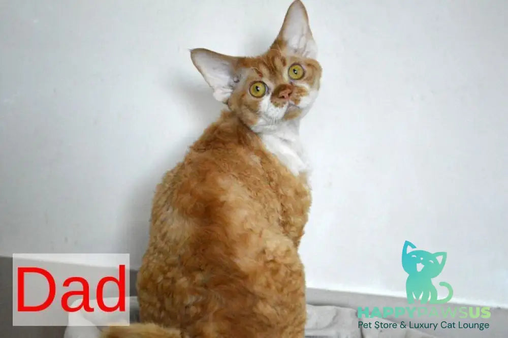Dave Devon Rex male red bicolour live animals