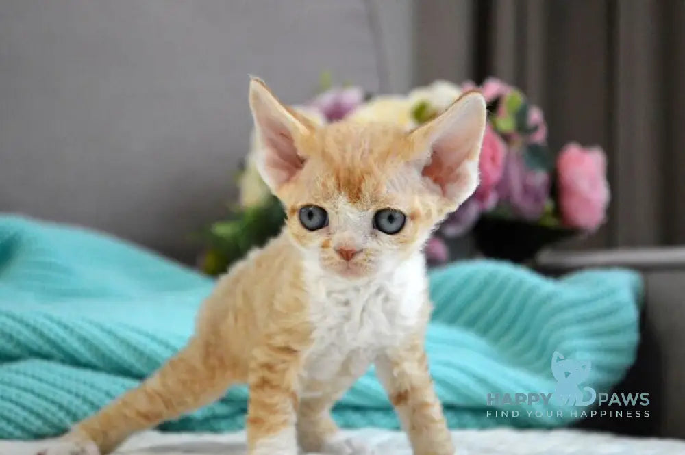 Dave Devon Rex male red bicolour live animals