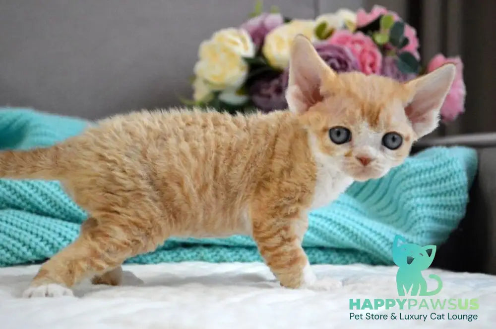 Dave Devon Rex male red bicolour live animals