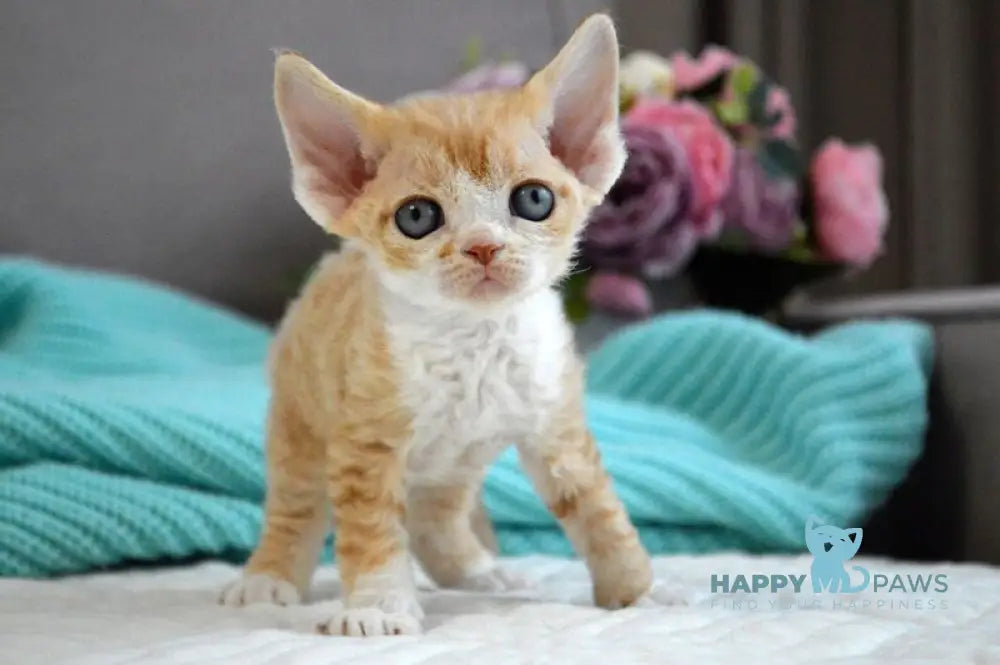 Dave Devon Rex male red bicolour live animals