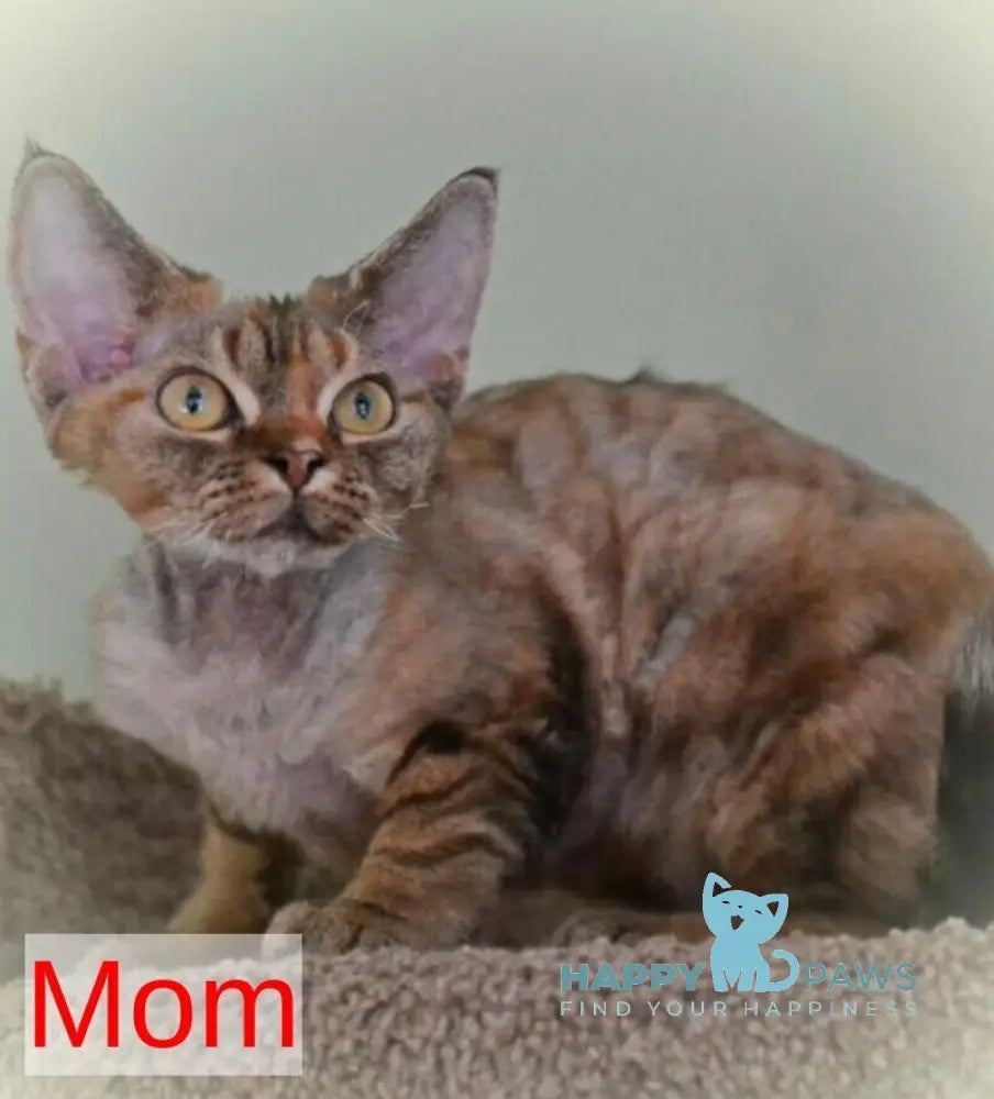 Dave Devon Rex male red bicolour live animals