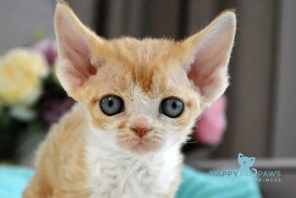 Dave Devon Rex male red bicolour live animals