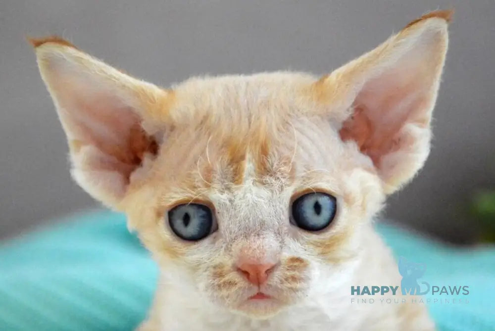 Dave Devon Rex male red bicolour live animals