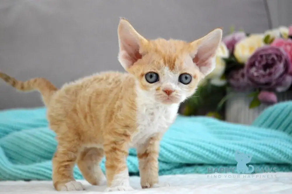 Dave Devon Rex male red bicolour live animals