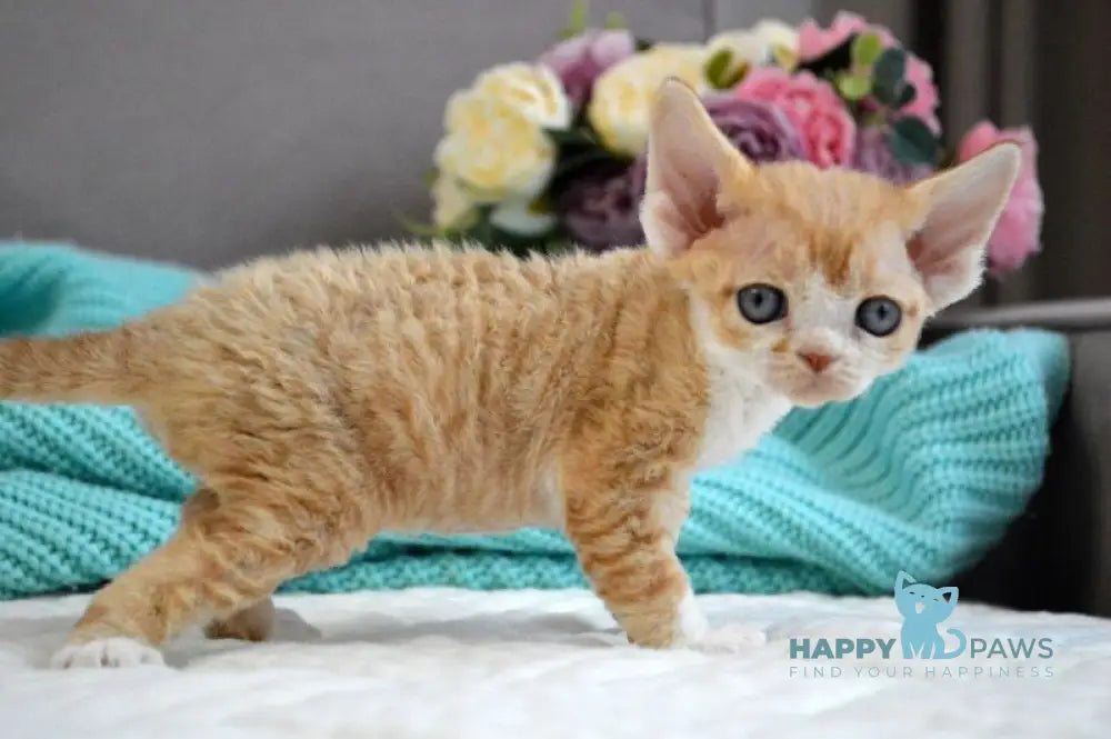 Dave Devon Rex male red bicolour live animals