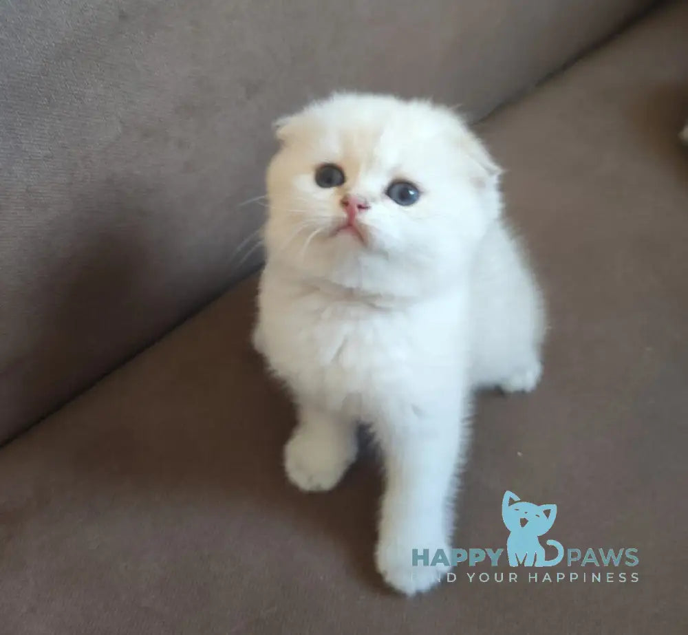 Dave Scottish Fold male black golden ticked tabby pointed live animals