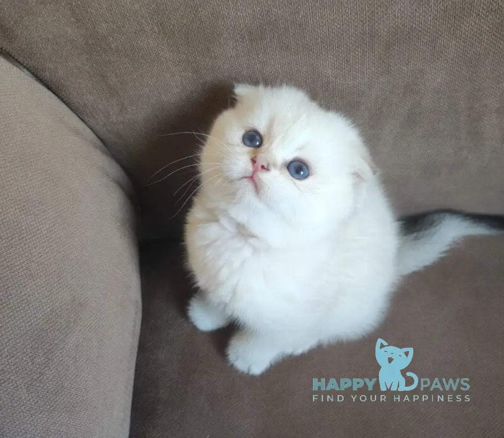 Dave Scottish Fold male black golden ticked tabby pointed live animals