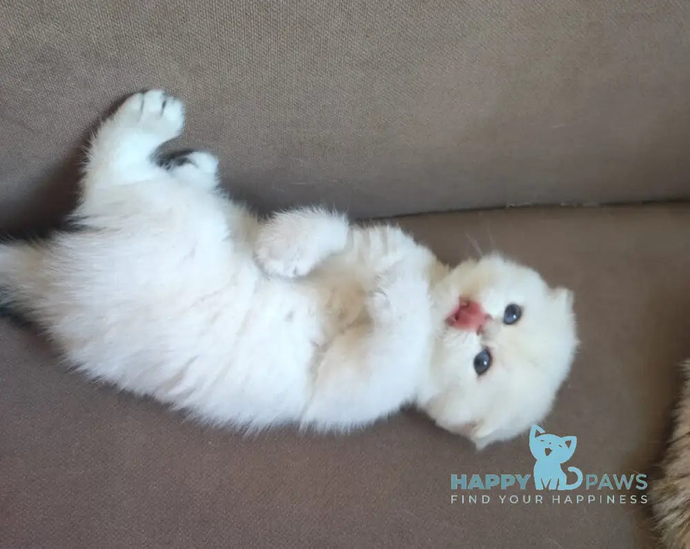 Dave Scottish Fold male black golden ticked tabby pointed live animals