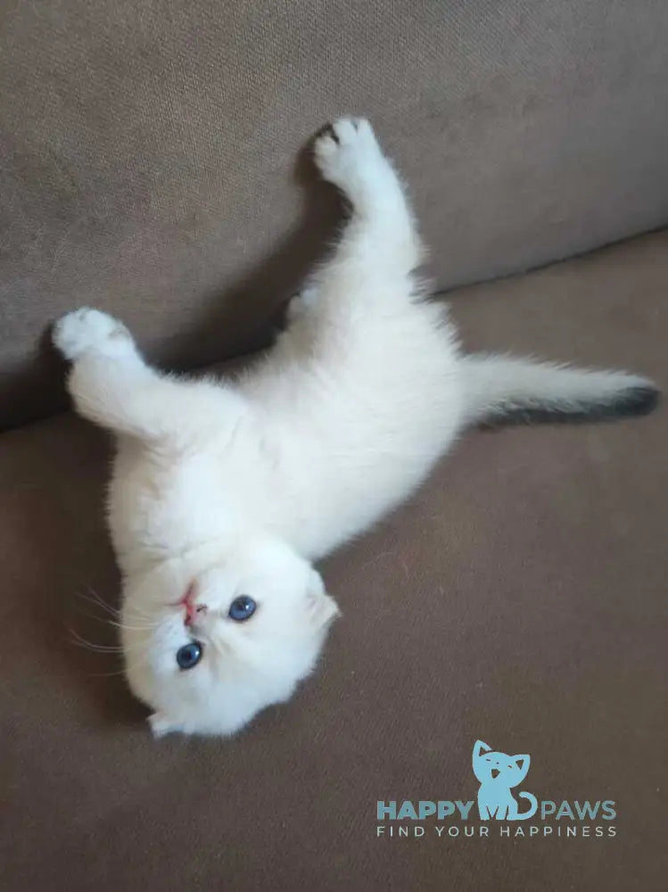 Dave Scottish Fold male black golden ticked tabby pointed live animals