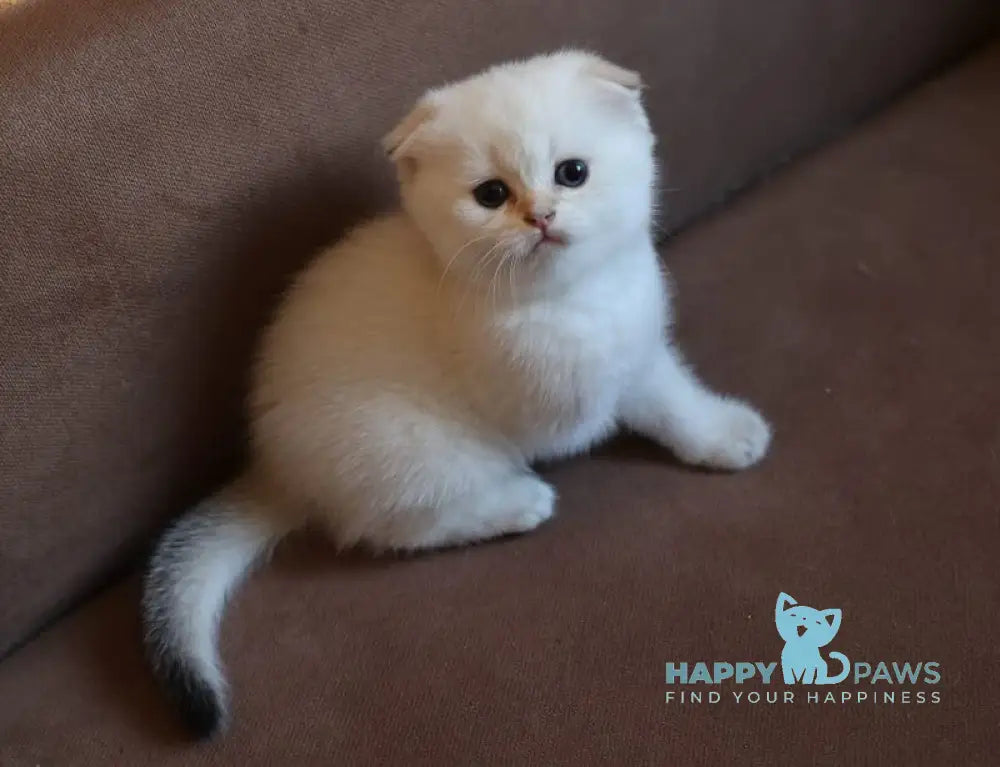 Dave Scottish Fold male black golden ticked tabby pointed live animals