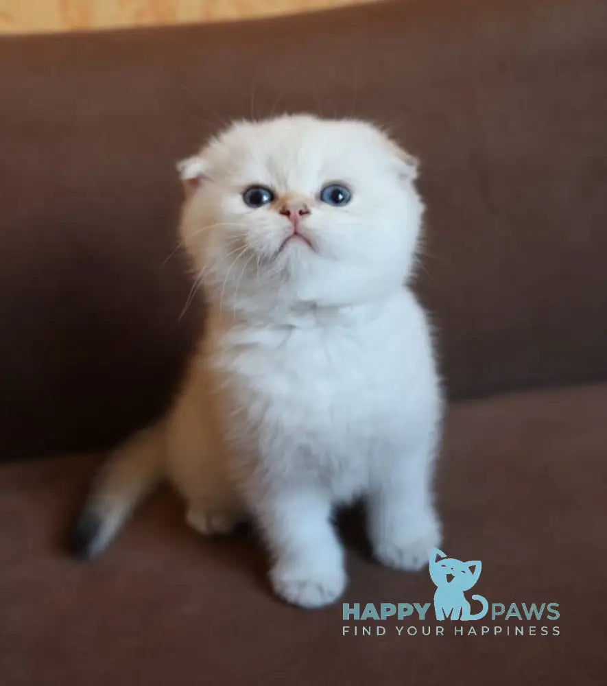 Dave Scottish Fold male black golden ticked tabby pointed live animals