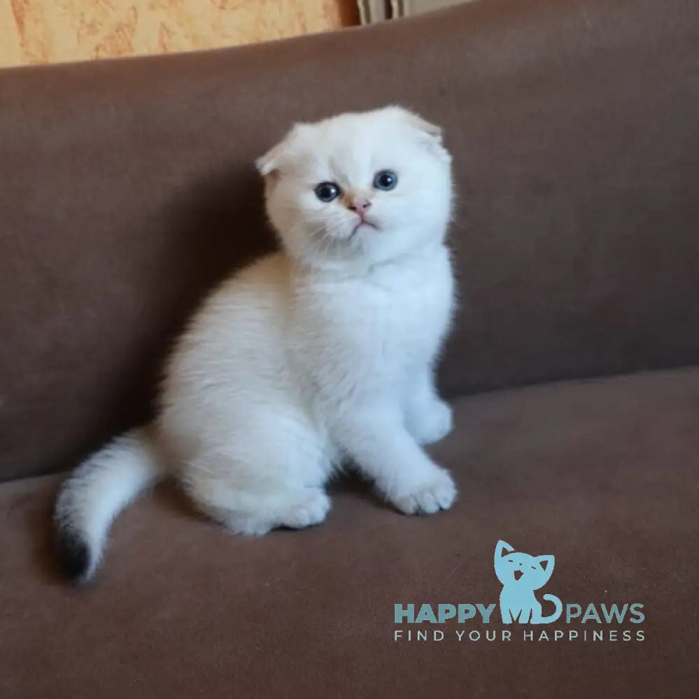 Dave Scottish Fold male black golden ticked tabby pointed live animals