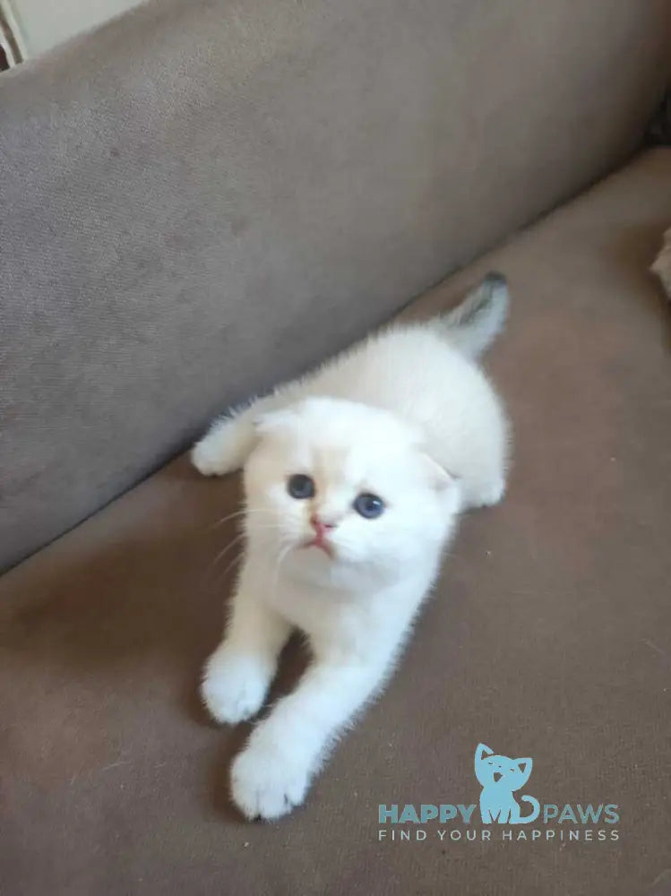 Dave Scottish Fold male black golden ticked tabby pointed live animals