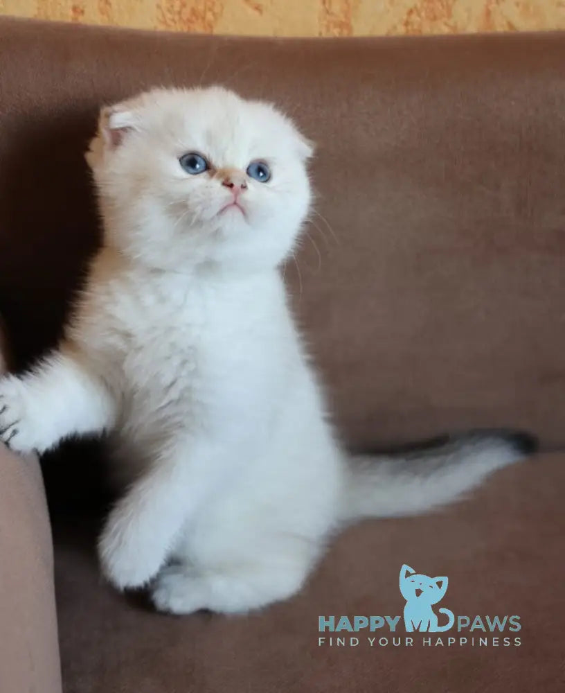 Dave Scottish Fold male black golden ticked tabby pointed live animals