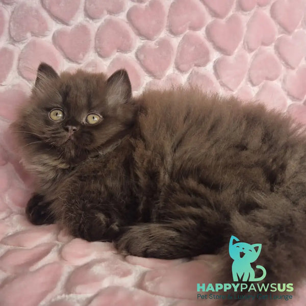 David British Longhair male chocolate - live animals