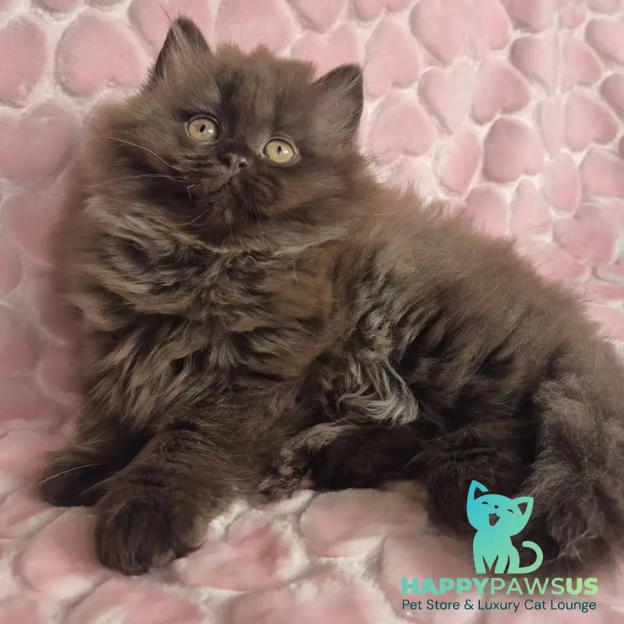 David British Longhair male chocolate - live animals