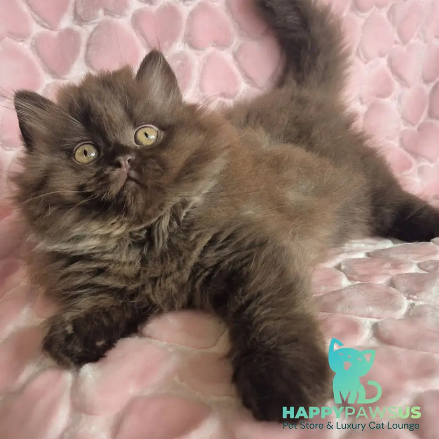 David British Longhair male chocolate - live animals