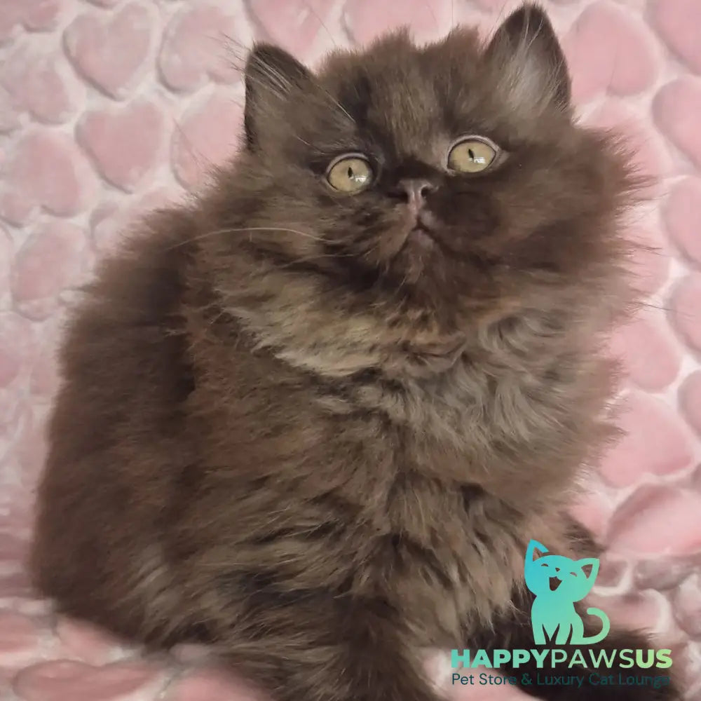 David British Longhair male chocolate - live animals