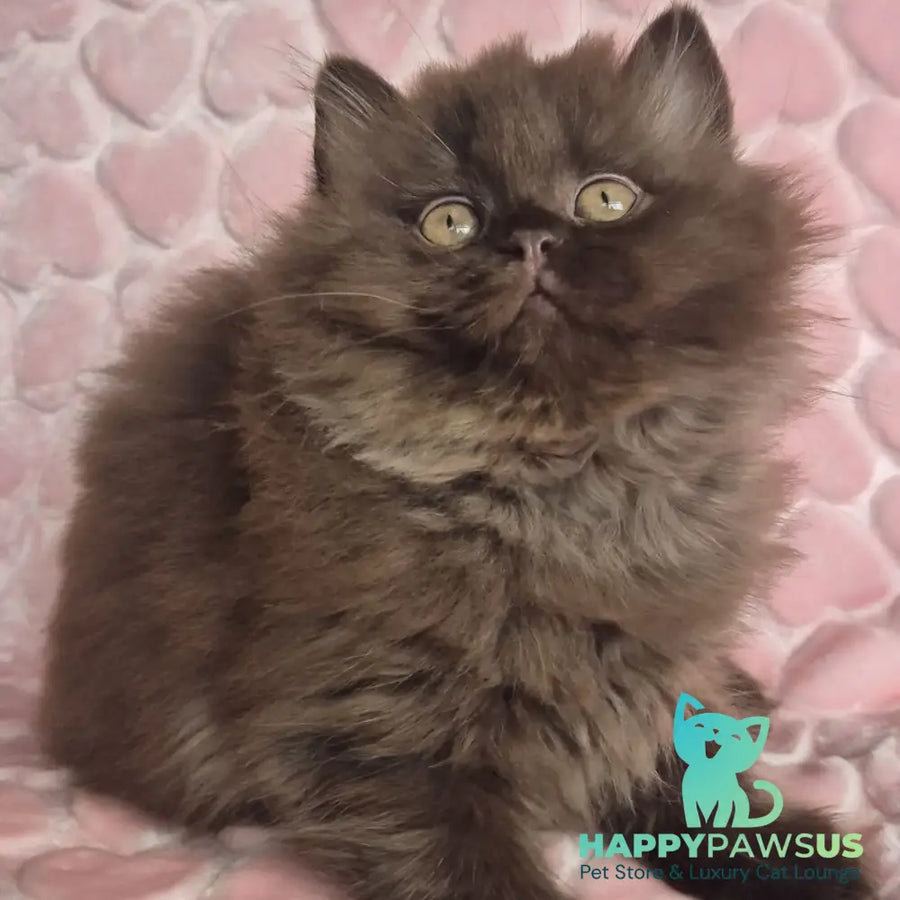 David British Longhair male chocolate - live animals