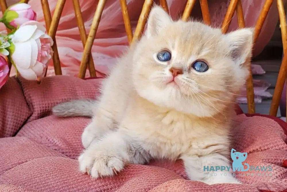 David British Shorthair male lilac golden shaded live animals