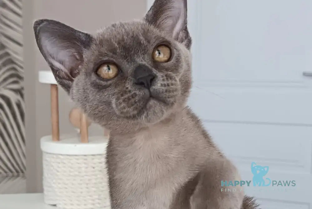 David Burmese male blue live animals