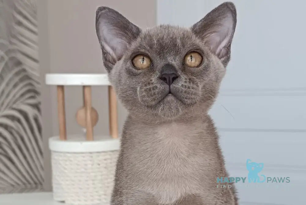 David Burmese male blue live animals