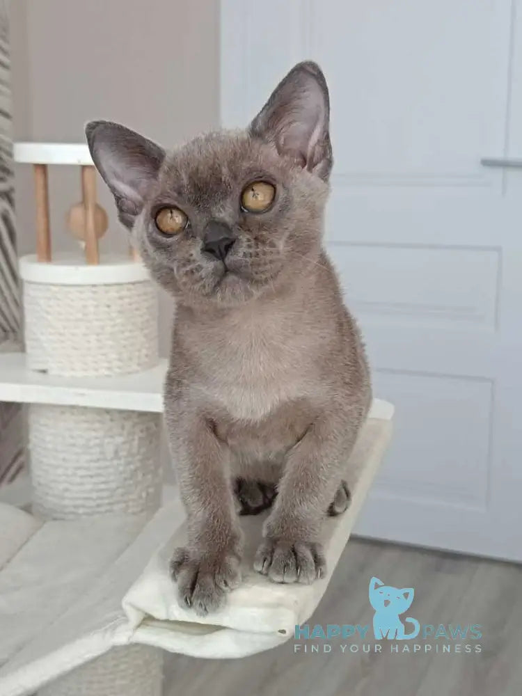 David Burmese male blue live animals