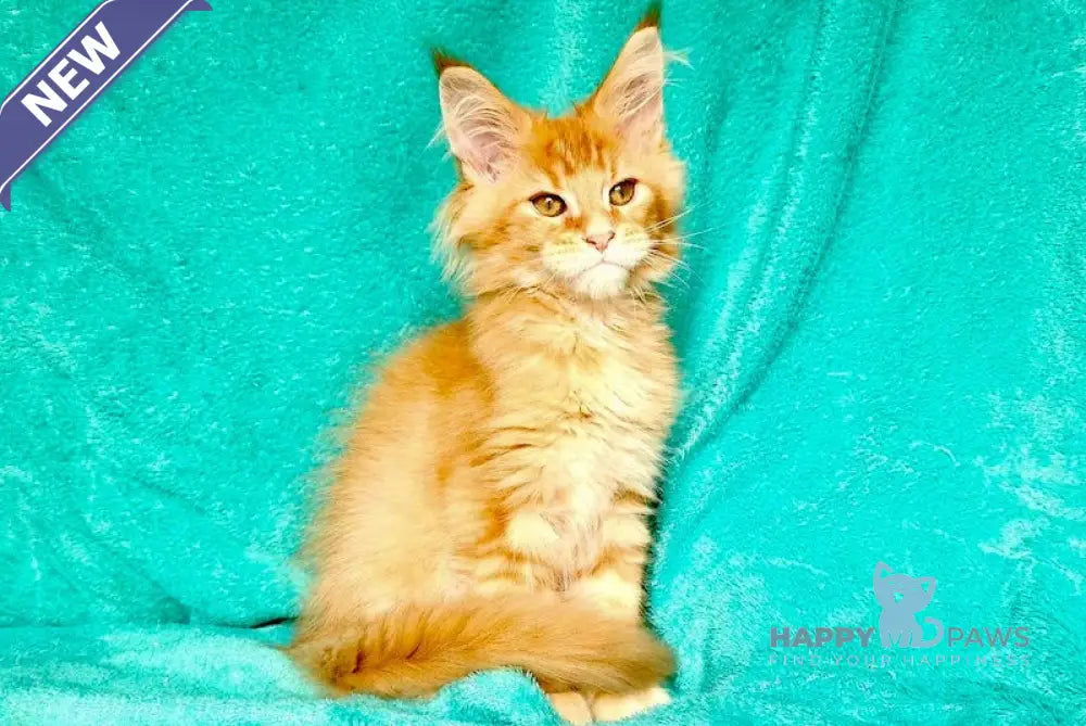 David Maine Coon male red ticked tabby live animals