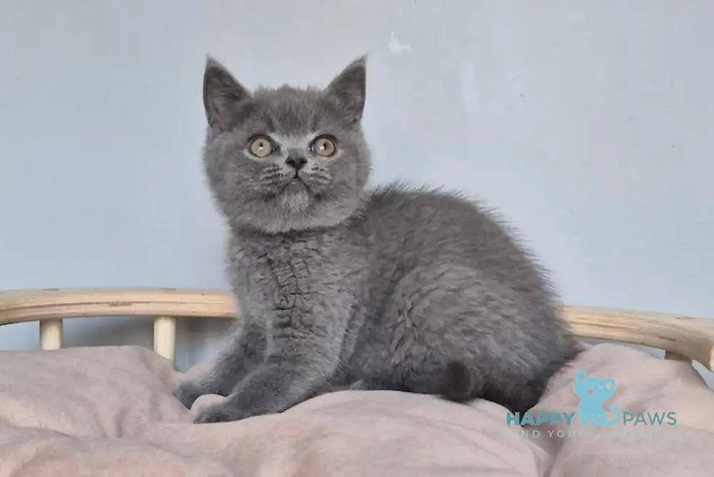 David Scottish Straight male blue live animals