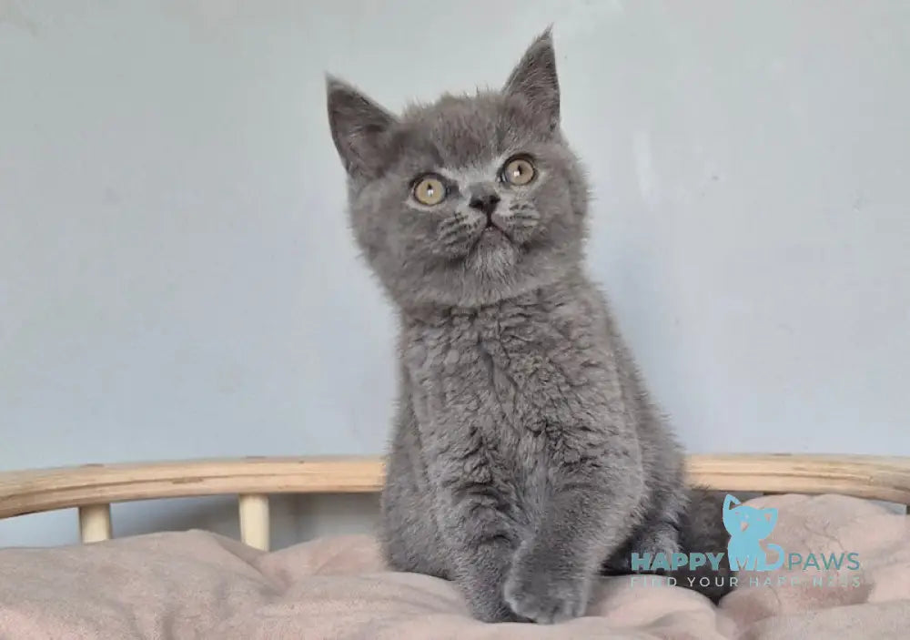 David Scottish Straight male blue live animals