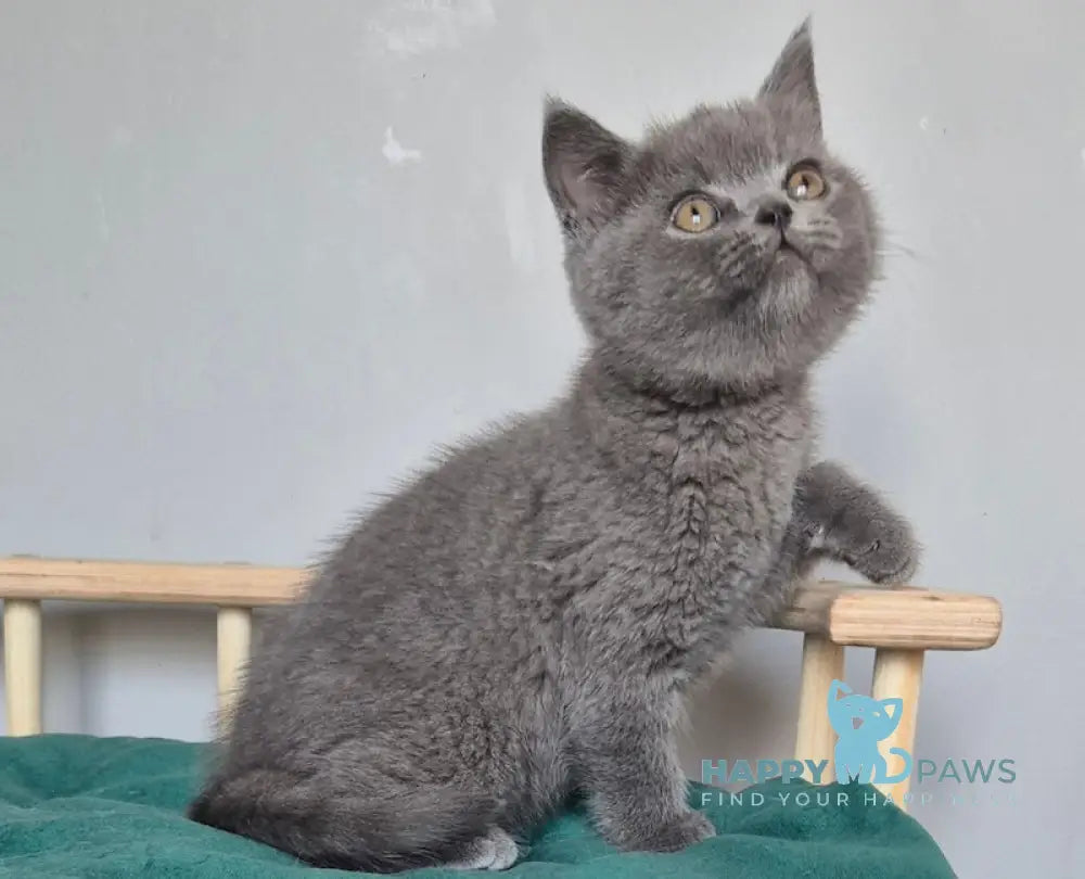 David Scottish Straight male blue live animals
