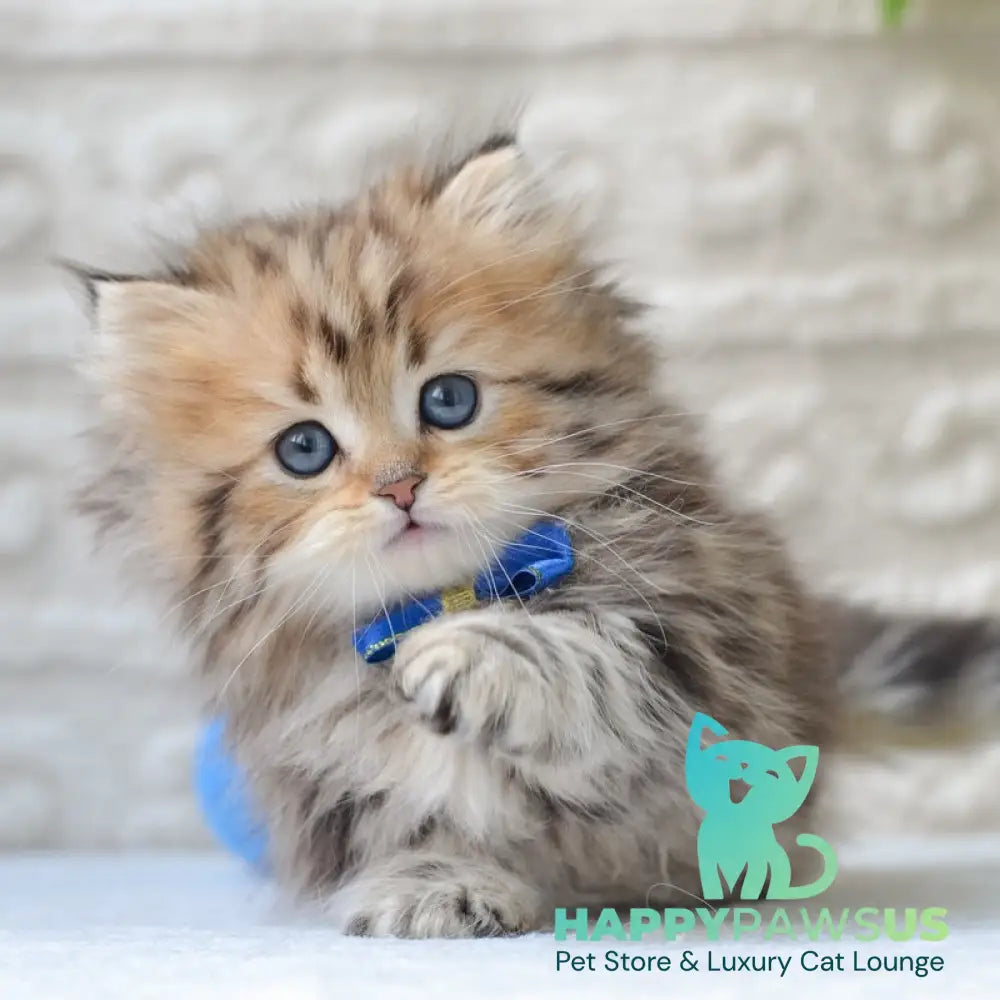 Davis Munchkin male black golden tabby - live animals