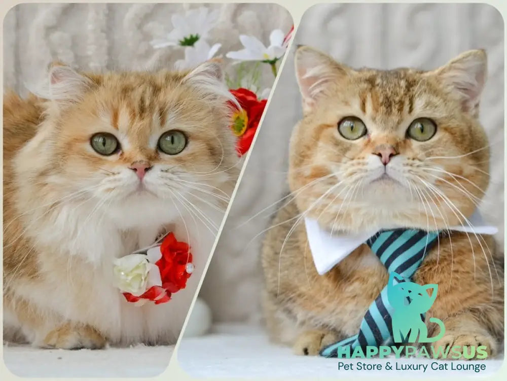 Davis Munchkin male black golden tabby - live animals
