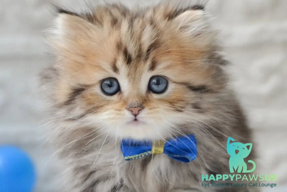Davis Munchkin male black golden tabby - live animals