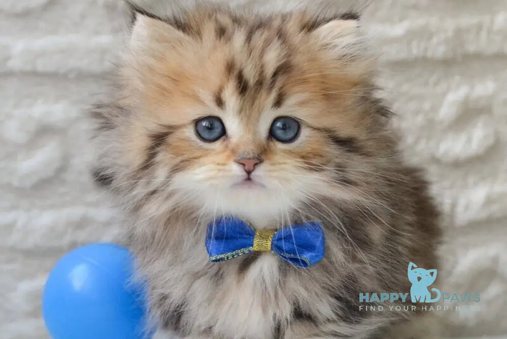 Davis Munchkin male black golden tabby - live animals