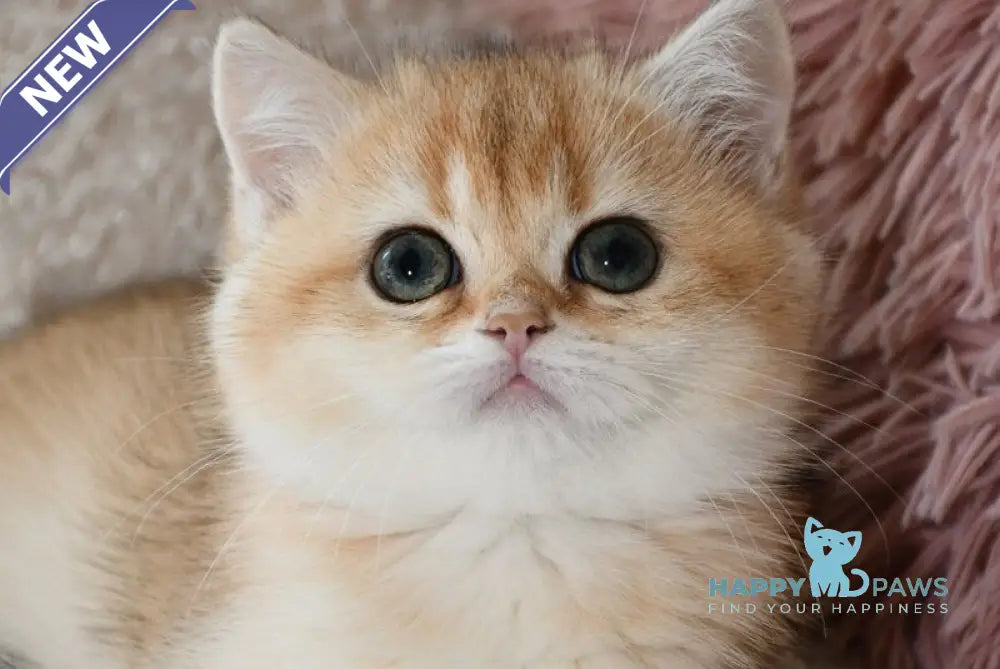 Dayana British Shorthair female black golden shaded live animals