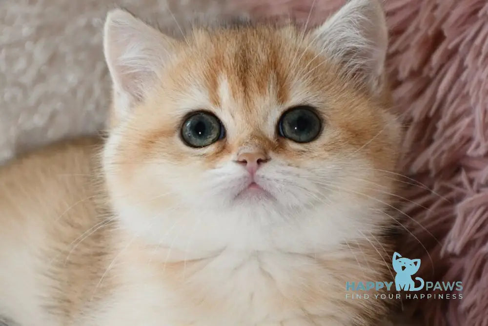 Dayana British Shorthair female black golden shaded live animals