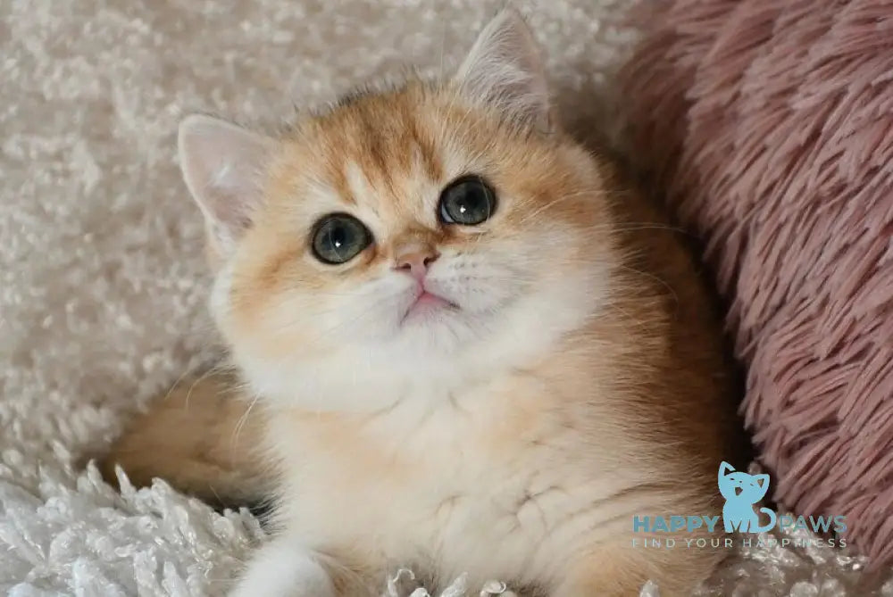 Dayana British Shorthair female black golden shaded live animals